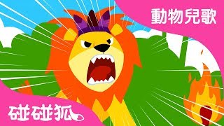 動物之王獅子 | 動物兒歌 | 碰碰狐pinkfong！兒童兒歌