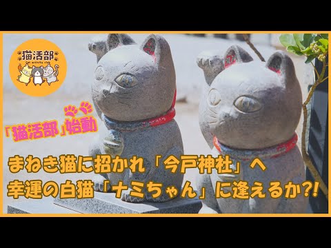 猫活部ちゃんねる＃001　今戸神社訪問【4K】