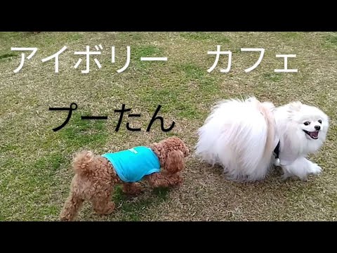 プーたん　アイボリーカフェ