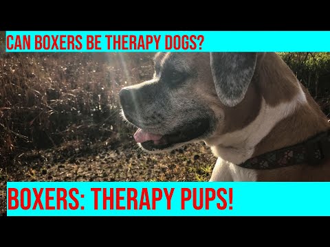 Training Boxers for Therapy Dog Certification