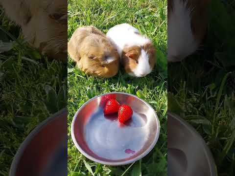 Guinea pigs don't like strawberries. 豚鼠不爱吃草莓 #guineapigs #pets #animals #豚鼠 #宠物 #动物