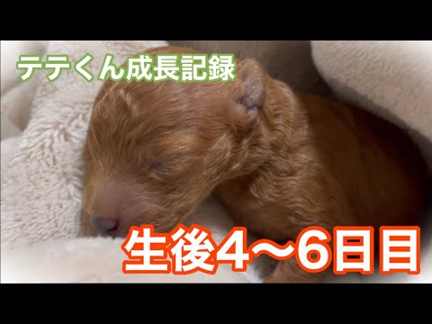 生後4〜6日目の様子【トイプードル】テテくん成長記録