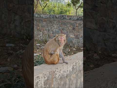 #379 🚩Bhagwan kis Qasur ki D He Saja #monkeyfeeding #yt #monkeyvideo #shorts  #newyear2025 #trending