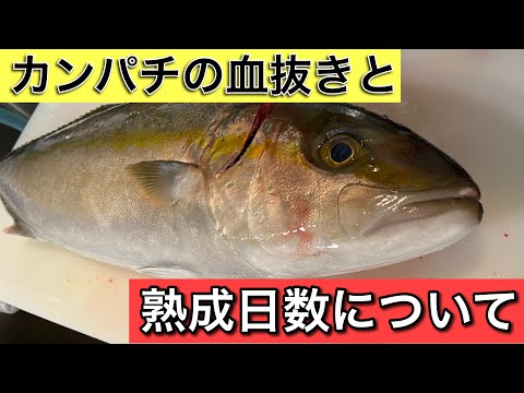 カンパチの血抜きと熟成日数について！#和食#料理#熟成