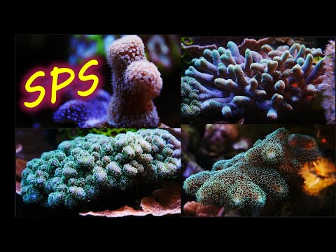 4 similar corals with very different personalities Pocillopora seriatopora stylophora palauastrea