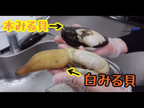 本ミル貝と白ミル貝の食べ比べ　さばき方 刺身