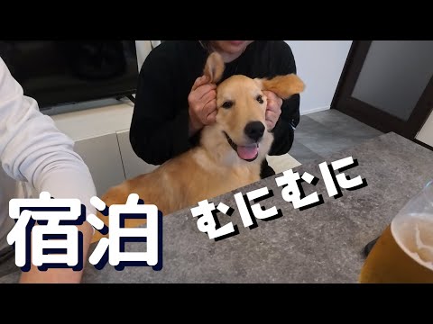 犬好き友人たちの襲撃