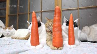 のせ猫 x 人参3本　Carrots