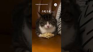 一気に「人感」でちゃう🤣｜PECO #キジ白 #猫 #愛猫家 #猫動画 #猫のいる暮らし #brownandwhitetabby #cat #catlover #catvideos #catlife