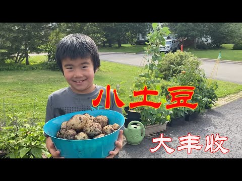 【渔耕笔记】种土豆 | 啥时候收土豆？乐趣满满 与孩子们一起收土豆