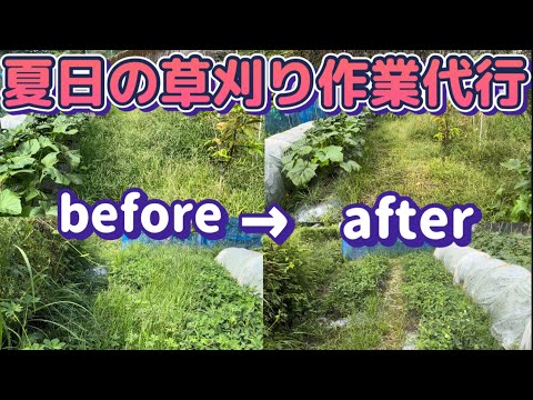 【家庭菜園の試練】秋に向けて野菜の為に夏日に草刈り作業