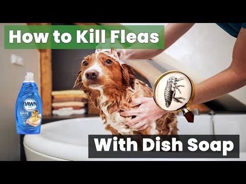 How to Kill Fleas With Dish Soap – Proven DIY Method!