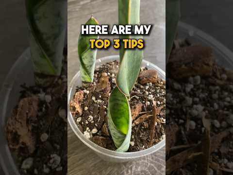 Snake Plant After Prop Tips