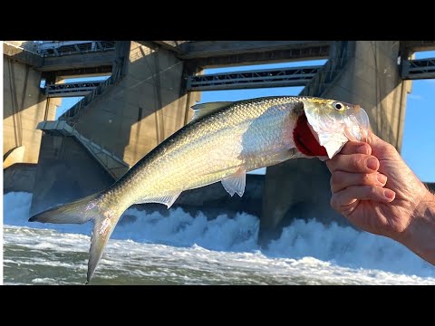 EXTREME River Fishing For Monster Catfish