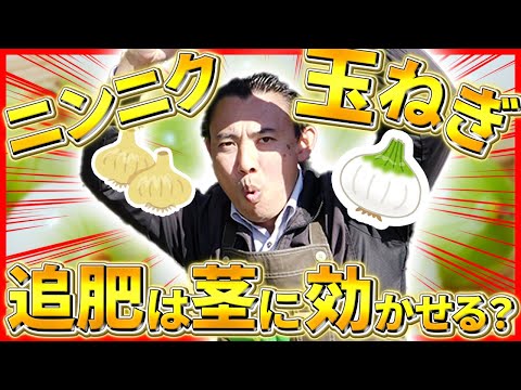 玉ねぎとニンニクの追肥【園芸の基本】玉ねぎとニンニクの追肥について徹底解説！🧅〜11月からの追肥管理がポイント！🔥〜