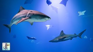 Shark Aquarium! 4K 🦈 Relaxing Aquarium Music with Sharks, Manta Rays & Ocean Fish