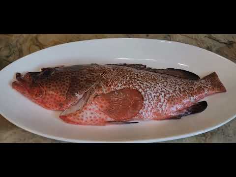 蒸東星斑 Steamed Leopard Coral Grouper Fish #asiafood #chinesefood  #happyhourcafe #steamfish