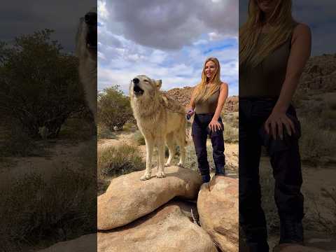 WOLF HOWL - Girl howls with giant wolf #giantwolf #wolfhowl #wolfgirl #wolf #wolfdog #northaid