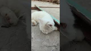 Cute Cat Compilation: Purrfect Moments! #cat #catsofinstagram #vacation #cats #catstagram #instacat