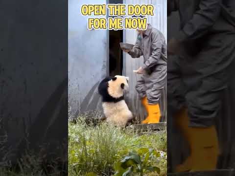 🐼Open the door for me now #panda #animals #funny #fubao #pets #cute #automobile #zoo #memes #toys