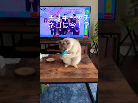 天才キャッチ猫は今！？#shorts