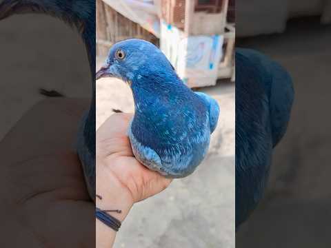 Rampuri  Yealo Eai 🕊️ #kabutar#pigeon#shorts #trendingshorts#trending #shortvideo#youtube