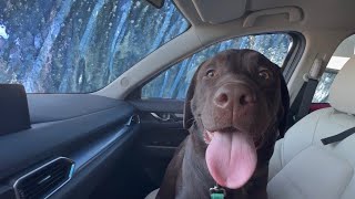 I TOOK MY LABRADOR PUPPY THROUGH THE CAR WASH