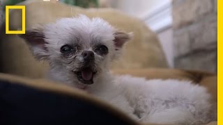 Inside a Dog Retirement Home | National Geographic