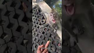 Interesting monkey videos😂😂😂#petlovers #funnypets #funnyanimals #funny