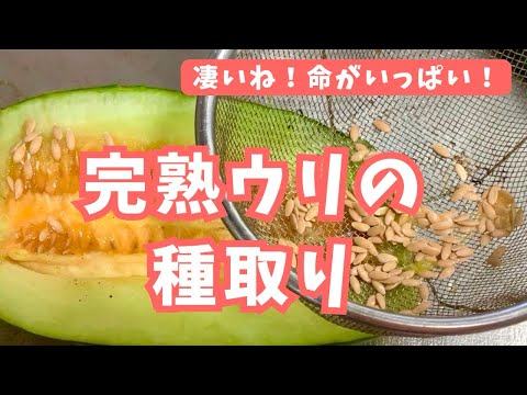 【完熟ウリの種取り】凄いね！命がいっぱい！