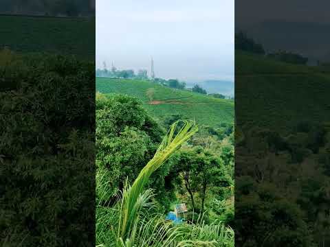 Beautiful morning at Munnar Tea Valley