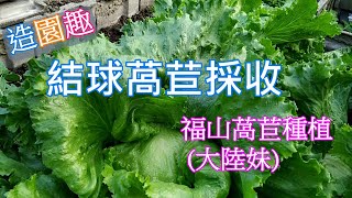 Harvesting of head lettuce and planting of lettuce in Fushan Rare children ask for packing