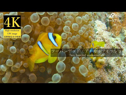 【4K 水中映像】ツーバンデッド・アネモネフィッシュ / Two banded anemonefish / Amphiprion bicinctus