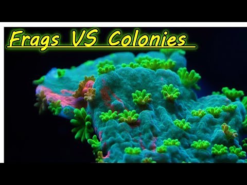 Frag VS Colonies What Should You Buy