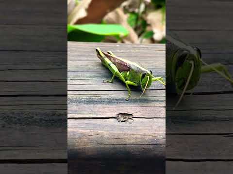 Up Close Grasshopper ￼#nature #grasshopper