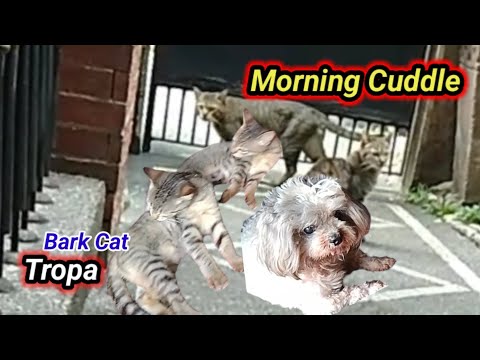 "Morning Cuddles: Cats, Dogs, and Family"