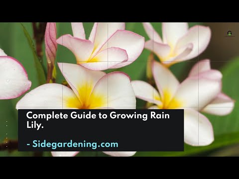 Complete Guide to Growing Rain Lilies