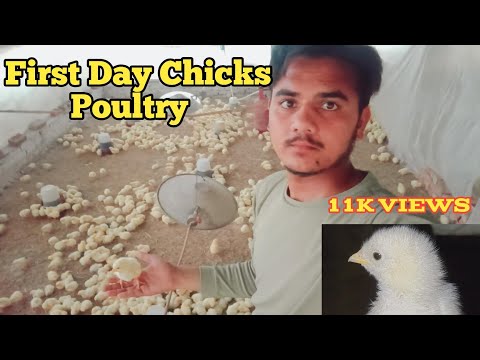 First Day Chicks Managment | Chicks 1 Day Care in Poultry farm  | 1 Day | #poultry #chicks