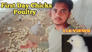 First Day Chicks Managment | Chicks 1 Day Care in Poultry farm  | 1 Day | #poultry #chicks