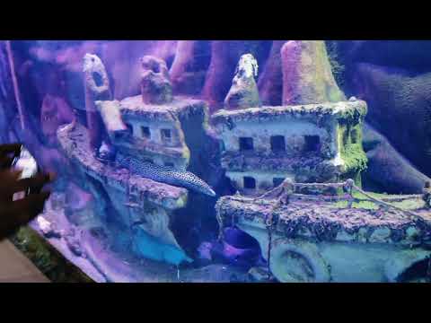 🐟Underwater Tunnel Experience 🐟 | Lokaranjan Aqua World Underwater Zoo | Mysuru | 4K Video