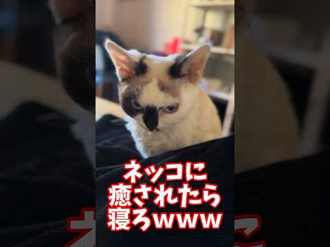 ネッコの動画で癒されたら寝ろｗｗｗ　#2ch #2ch動物スレ #2ch面白いスレ #動物 #犬 #猫 #癒やし #ねこ