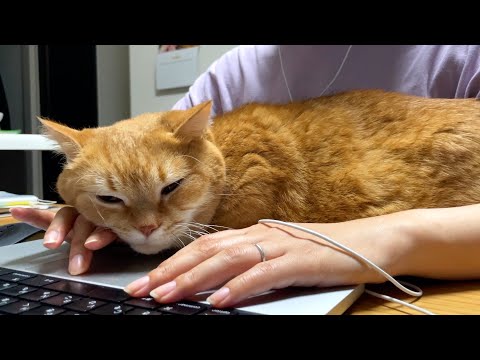 ママと一緒にお仕事する猫が可愛すぎる…！