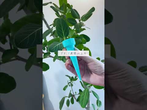 🍀旅行前に知っておきたい！観葉植物への水やり🍀【☘Life with Houseplant】10-10