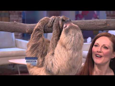 Anderson's Play Date with a Sloth