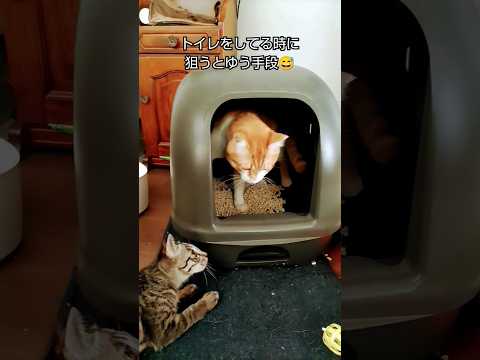 大人の余裕猫　#茶トラ#子猫#保護猫#cutecat #funny