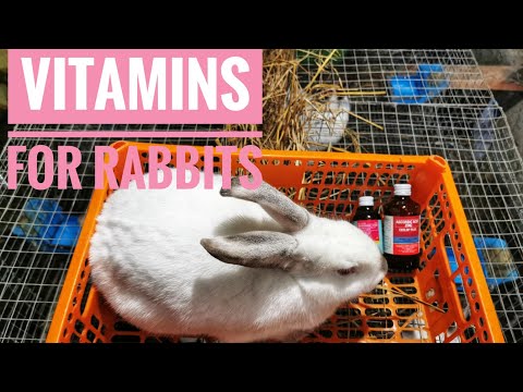 Vitamins Best for Rabbits