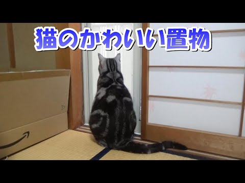 まったりした猫のかわいい置物（アメリカンショートヘア）