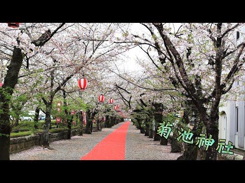 日本九州 太宰府天滿宮 菊池神社櫻花隧道