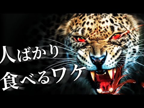 【後編】チャンパーワット級の人食い多数…トラよりヤバいヒョウの食人鬼化現象、ついに全容解明