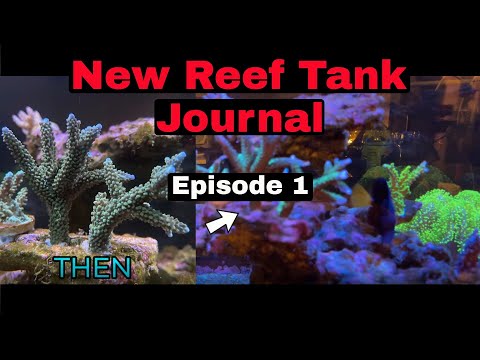 Reef Tank Journal ( Episode 1 ) 12-12-21 (New journal of our reef tank aquarium to record progress)